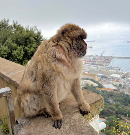 Gibraltaraffe